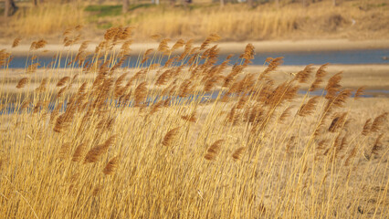 Wall Mural - Reed flowers