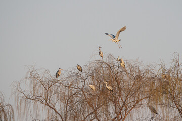 Canvas Print - Spring herons fly over the willows