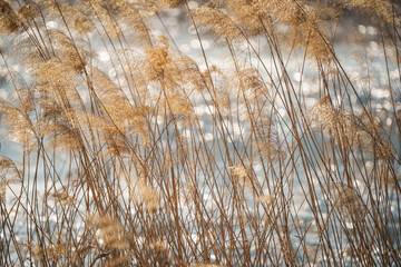 Wall Mural - Beautiful reed flower natural scenery background