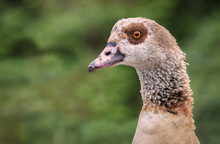 A Very Close Photograph Of An Egyptian Goose, Alopochen Aegyptiaca, It Shows In Detail The Head And A Small Part Of The Neck Only