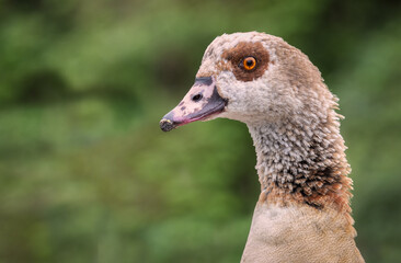 Aufkleber - A very close photograph of an egyptian goose, Alopochen aegyptiaca, it shows in detail the head and a small part of the neck only