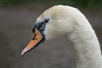 Aufkleber - A very close photograph of a mute swan, Cygnus olor, it shows in detail the head and a small part of the neck only
