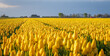Panoramiczne zdjęcie pola żółtych tulipanów, w dali zabudowania wiejskie.