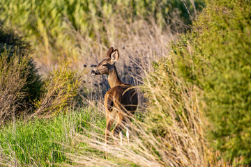 Wall Mural - California Mule Deer (Odocoileus hemionus californicus) stands on a meadow and eats grass.