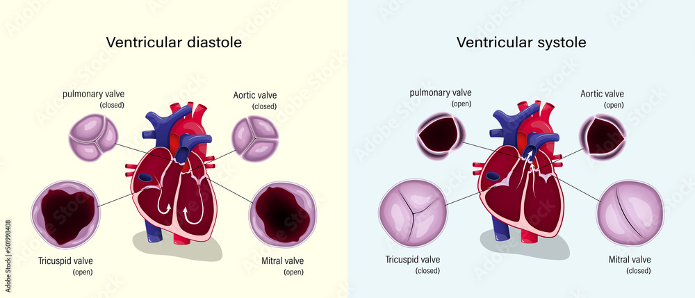 Diagram of ventricular systole and ventricular diastole. Heart valves ...