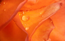Orange Roses In The Garden With Raindrops