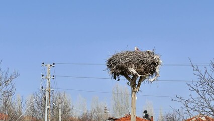 Wall Mural - stork nesting in a village, stork brooding in its nest, 4k video footage of stork and its nest,