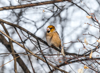 Sticker - robin on branch