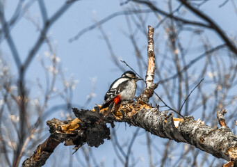 Sticker - spotted woodpecker