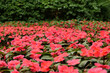 czerwone kwiaty w parku