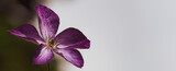 Fototapeta Kwiaty - kwiat powojnik jackmana
