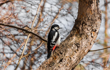 Sticker - woodpecker on tree