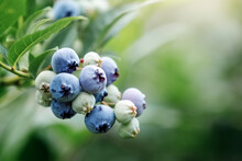 Fresh Organic Blueberries On The Bush. Close Up