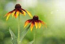 Yellow Rudbeckia Flowers On Grean Background With Leaves