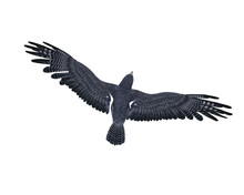 Peregrine Falcon In Flight Viewed From Above. 3D Illustration Isolated On White With Clipping Path.