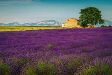 Wall Mural - Cultivated scented lavender fields and rural landscape, Valensole, Provence, France