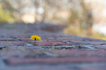 Wall Mural - Yellow dandelion flower growing out of a crack in brickwork. The concept of growth, overcoming difficulties, strength, hope and persistence. Place for text
