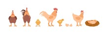 A Set Of Mothers Of Chickens, A Little Chics, A Roosters Dads And A Nest Of Eggs. Village Birds. Vector Illustration In Flat Style.
