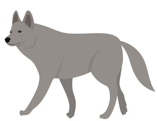 Wall Mural - wolf flat design, isolated on white background, vector