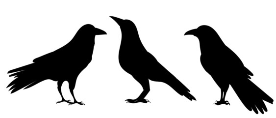 Wall Mural - crows black silhouette, on white background