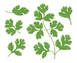 Set of green leaves and coriander branches. Vector illustration isolated on white background.