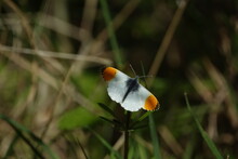 Male Orange Tip Butterfly (Anthocharis Cardamines)