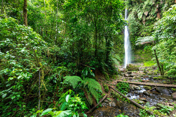Wall Mural - Cascada Hola Vida. Waterfall in Puyo. Tropical Green Rainforest in Amazon. Ecuador. South America.