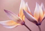 Fototapeta Tulipany - Tulipany botaniczne Tarda