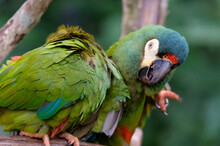 A Pair Of Green Parrots. Brazil