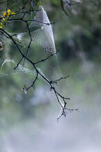 In The West Of Henan Funiu Shiny Spider Webs In The Woods