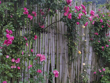 The Fence With Pink Flowers