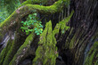 © View Stock - Original ecological moss and trees