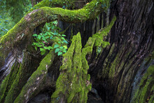 Original Ecological Moss And Trees 