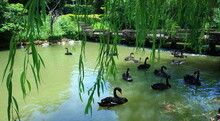 Black Swans In Dongqian Lake Youngor Zoo