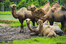  Camels