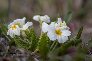 Wall Mural - Spring flowers. White primrose or primula flowers in a garden