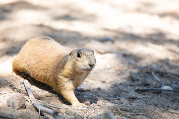 Prairie Dog