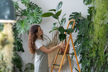 Young Woman Gardener Take Care Of Houseplant Standing On Orange Vintage Ladder In Home Garden. Female Work With Plants For Indoor Gardening. Caring Girl Wiping Ficus Leaf. Love For Plants Concept