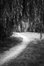 Path Under Willow Tree