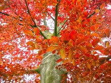 Beautiful Red Copper Breech Tree Sylvatica Forma Purpurea