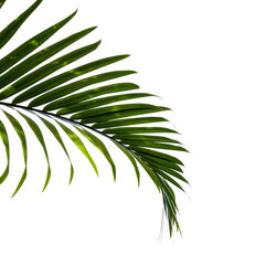 palm leaf isolated on white background