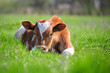 © bilanol - Young calf resting on green pasture grass on summer day. Feeding of cattle on farm grassland