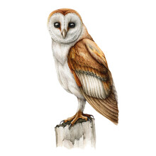 Barn Owl Watercolor Illustration. Realistic Hand Drawn Wildlife Bird. Barn Owl Perched On Tree Stump. Forest Wild Bird Nature Element. White Background.