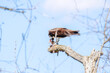 An adult osprey perches in a tree while it eats freshly caught fish