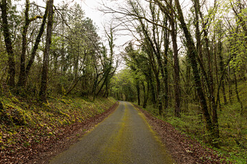 Canvas Print - Carretera en paisaje con bosque.