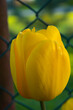 tulipan za płotem 