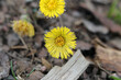 Yellow coltsfoot aka tussilago farfara (fin: leskenlehti) flowers photographed in Finland during the first spring days. Small flowers with brown neutral soft soil in the background. Closeup color imag