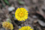 Fototapeta Dmuchawce - Yellow coltsfoot aka tussilago farfara (fin: leskenlehti) flowers photographed in Finland during the first spring days. Small flowers with brown neutral soft soil in the background. Closeup color imag