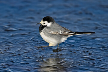 Wall Mural - white wagtail balancing on the ice