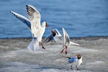 Wall Mural - black-headed gulls in the battle